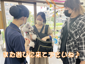 モデル犬の里帰り☆～ちぇるちゃん～